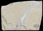 Cretaceous Fossil Shrimp - Lebanon #69991-2